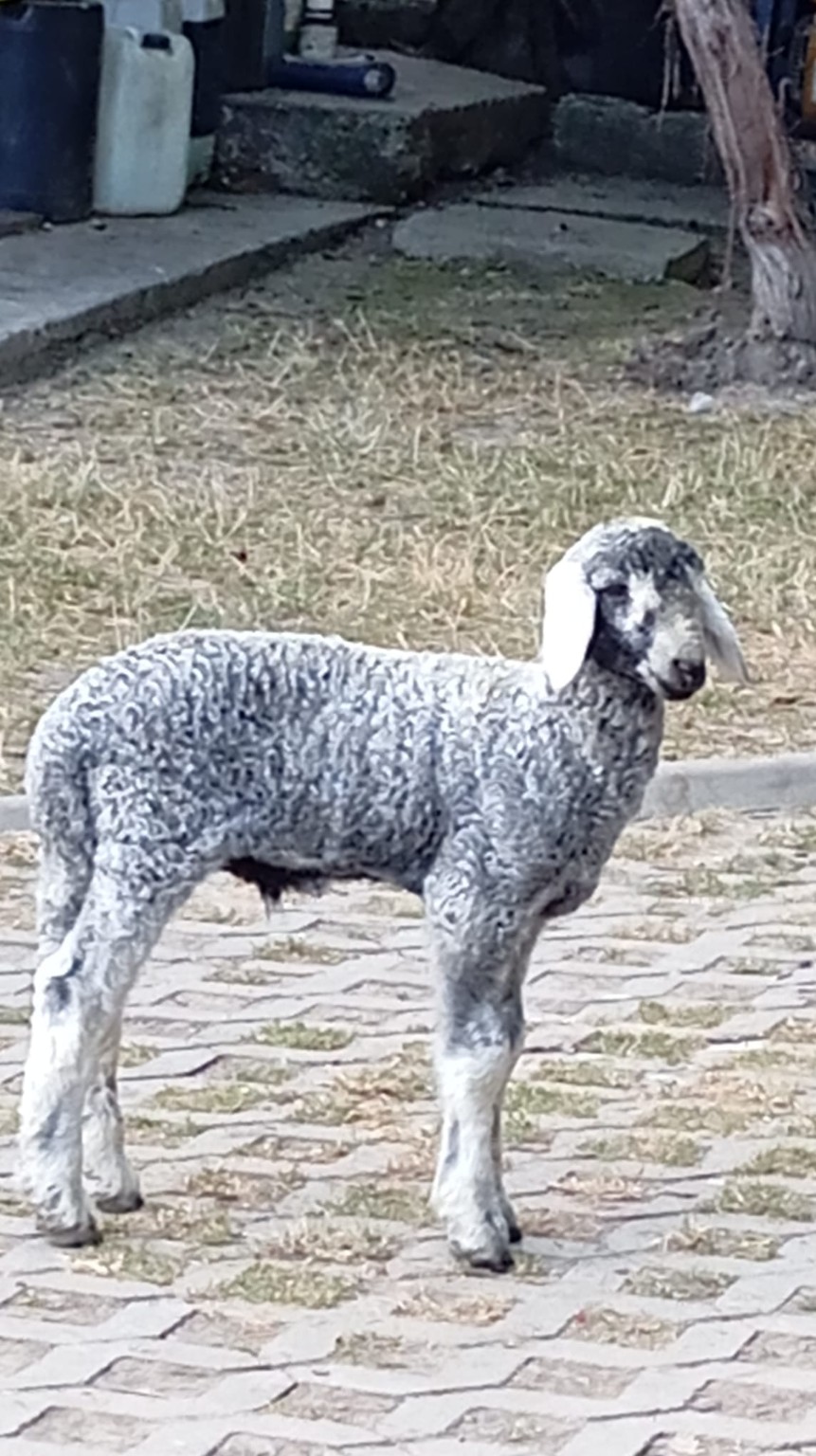Copito